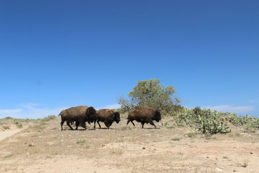 Catalina Conservancy asks public to help Island’s bison