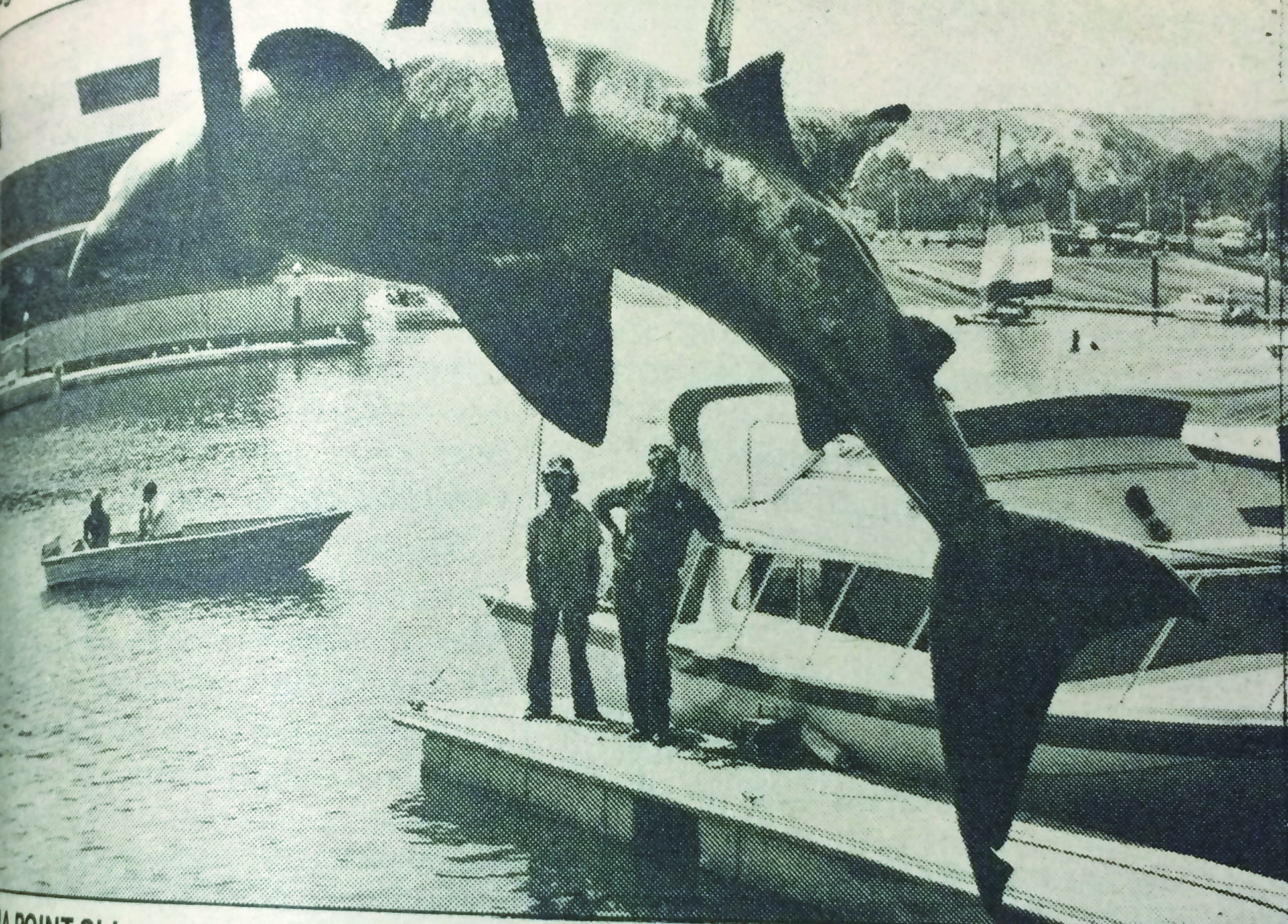 1978: Basking shark found in Dana Point