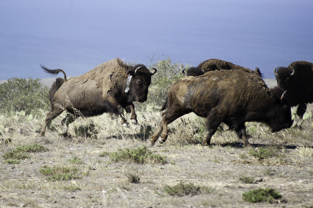 Bison bling helping biologists study the herd