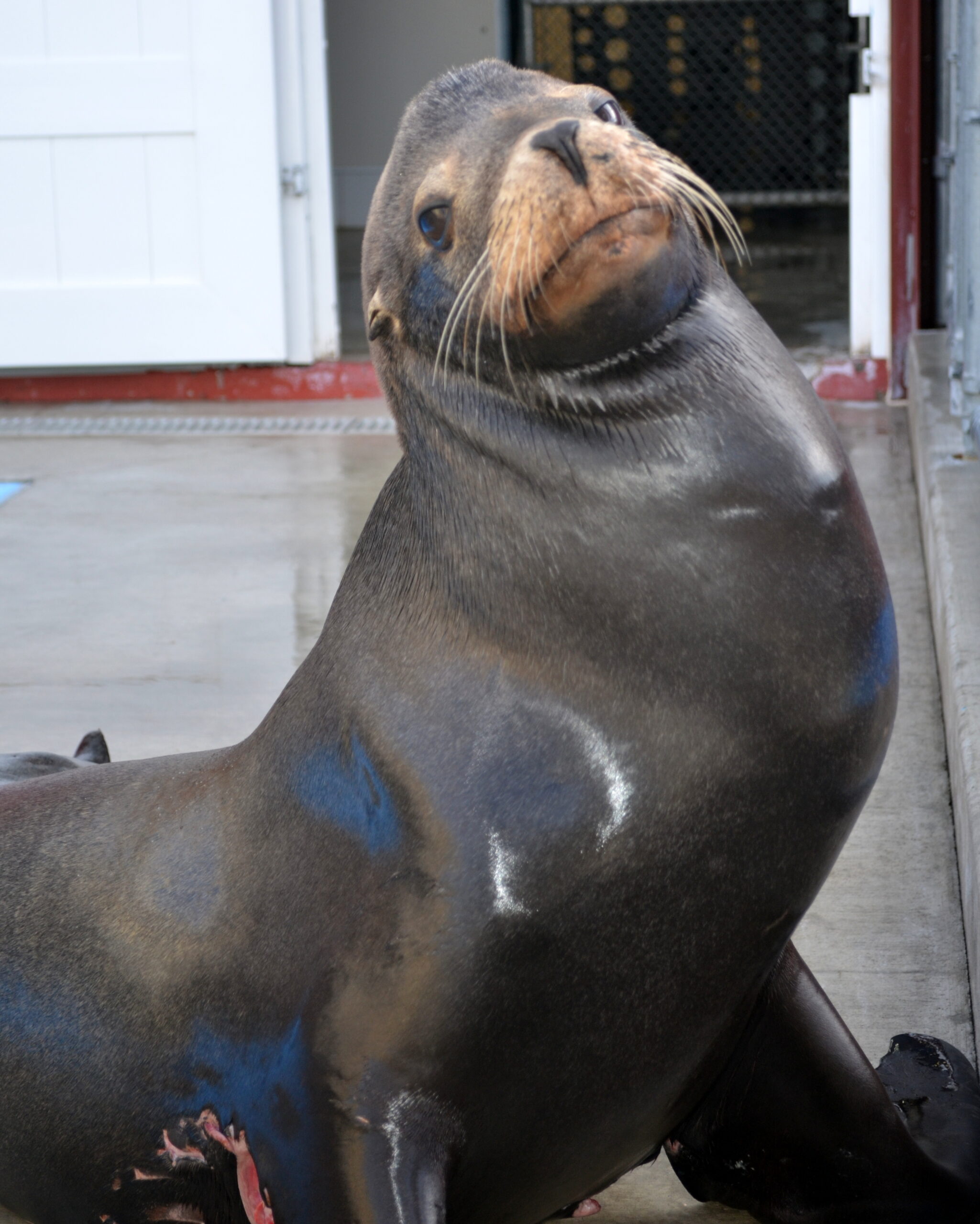 Sea Lion Escapes Great White Shark Attack