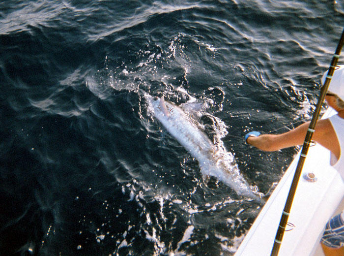 One Week Left to Enter Cabo/Hatteras/Viking Challenge Tournament, Aug. 16-18