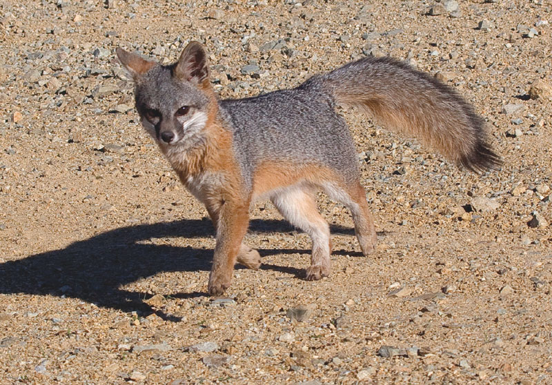 Catalina Island Fox Makes Impressive Comeback
