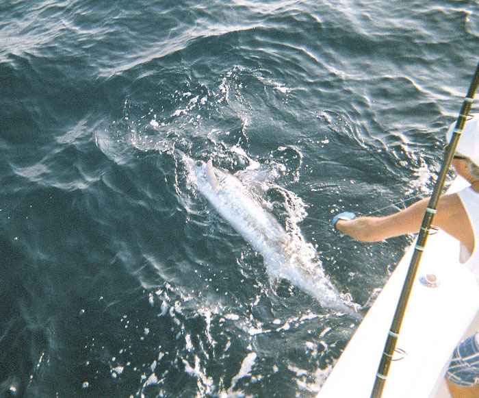 Cabo/Hatteras/Viking Challenge Tournament Ahead