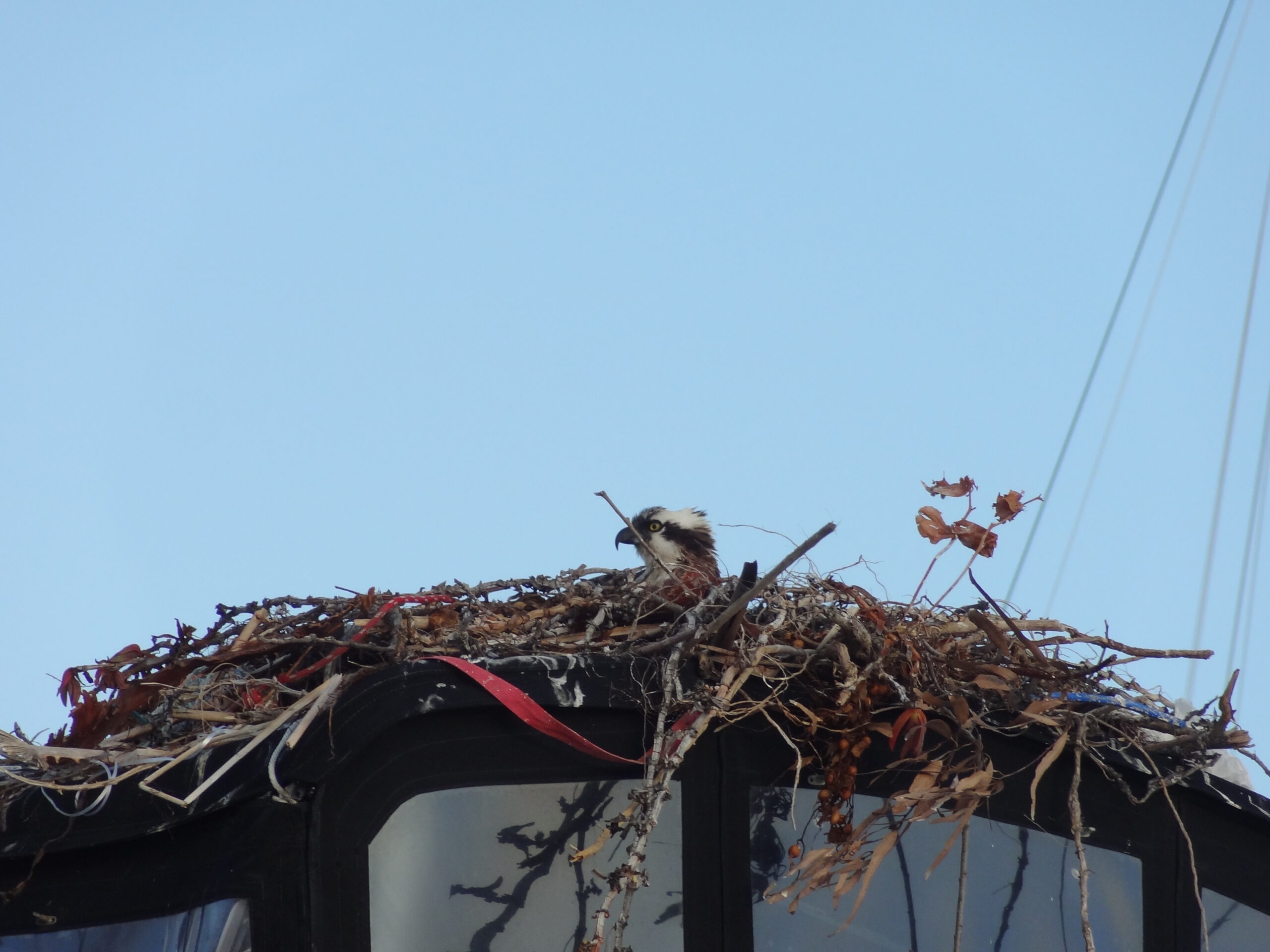 Ospreys take residence atop boat in Newport Harbor