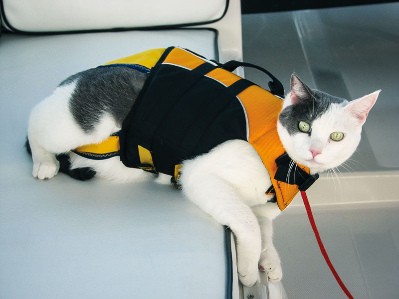 Dock Lines – Cruising with pets