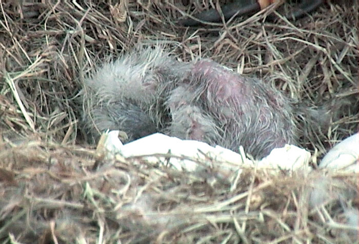 Bald Eagle Cam Catches Chicks Hatching