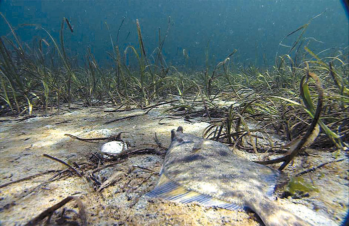Funds Approved to Ease Dredging Permit Process