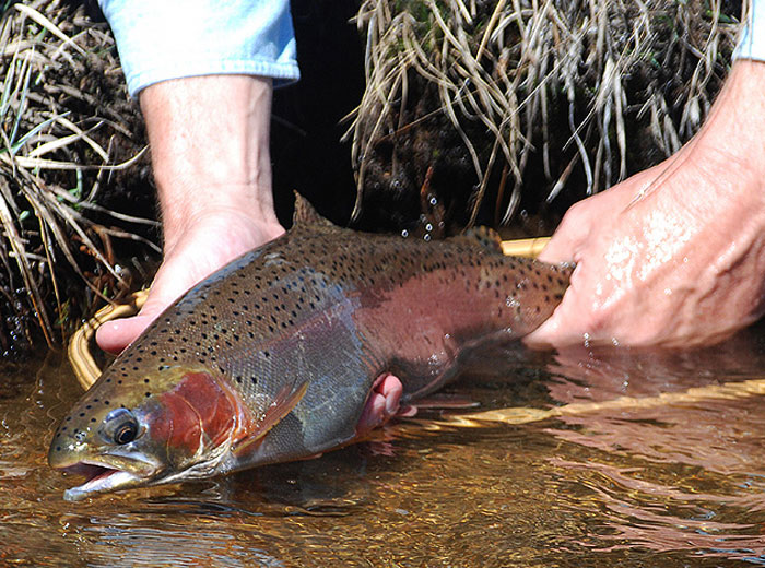 California Wins Suit Over Hatchery Fish Plants