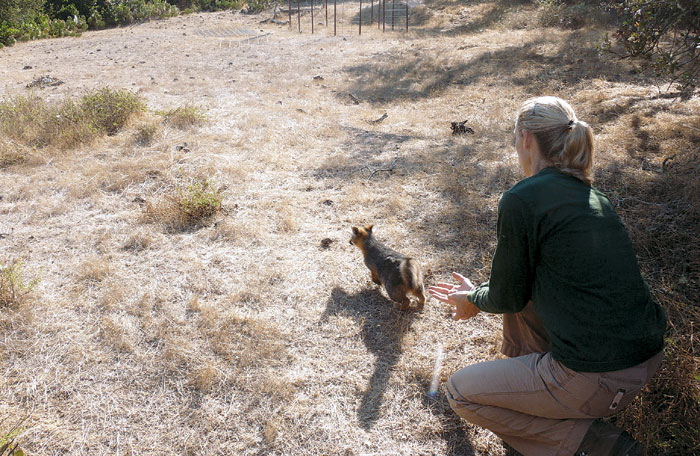Island Fox Population Stabilizes