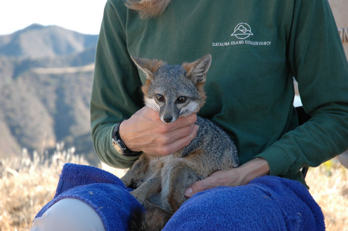 Conservancy Efforts Save Catalina's Foxes