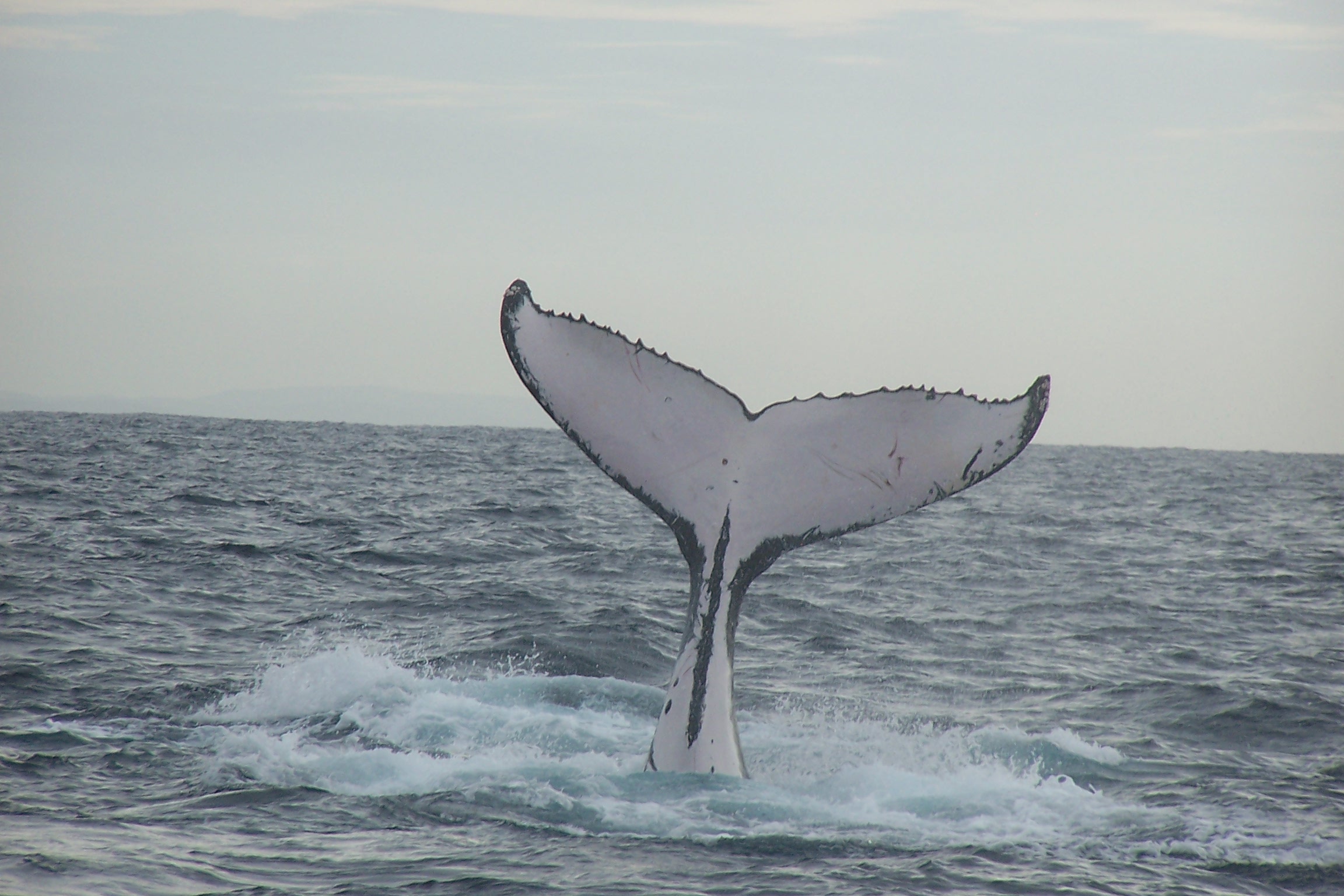 Whale Hurts 4 on Mexico Whale-Watching Boat