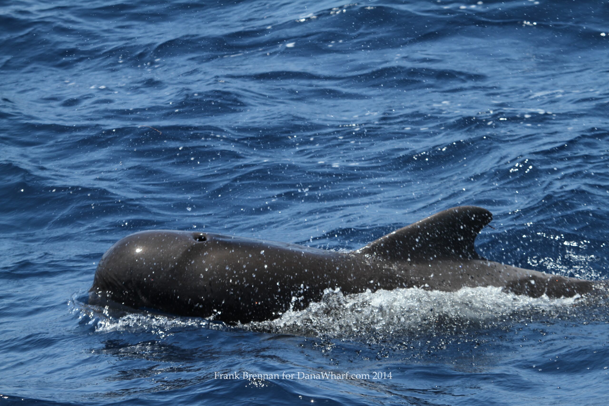 Pilot whale sighting caught off the O.C. Coast