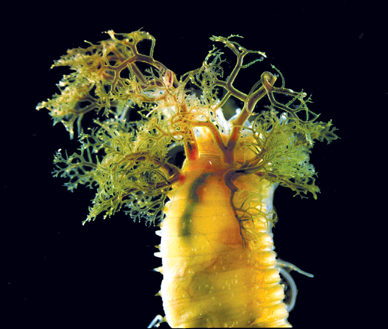 Four New Invasive Species Call California Home