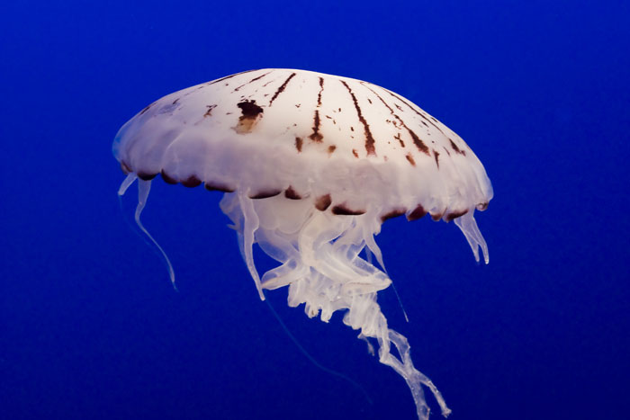 Are Jellyfish Really Taking Over?