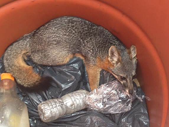 Increased human interactions pose dangers to Catalina Island Foxes