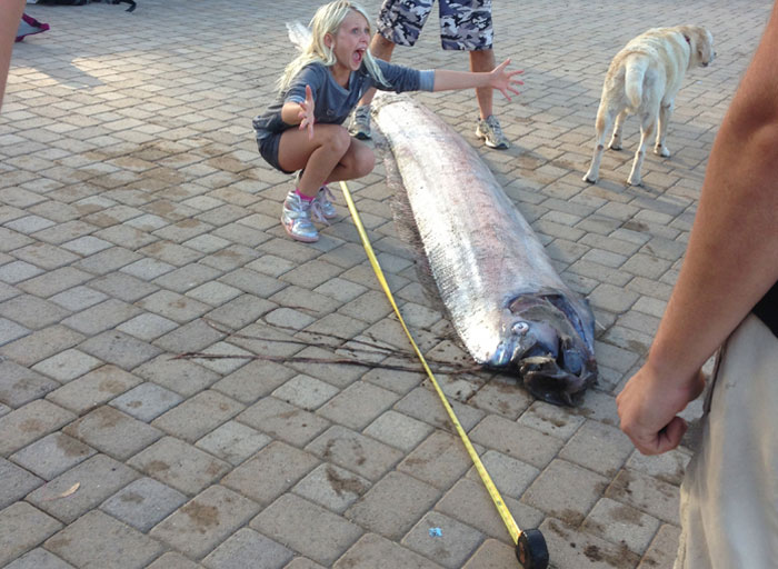 Another 'Sea Serpent' Found on Oceanside Beach
