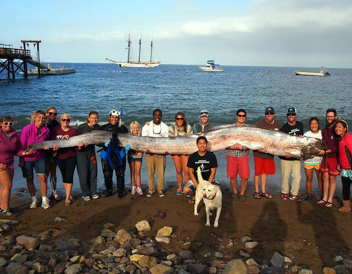 Sea Serpent-like 18-foot Fish Found at Catalina