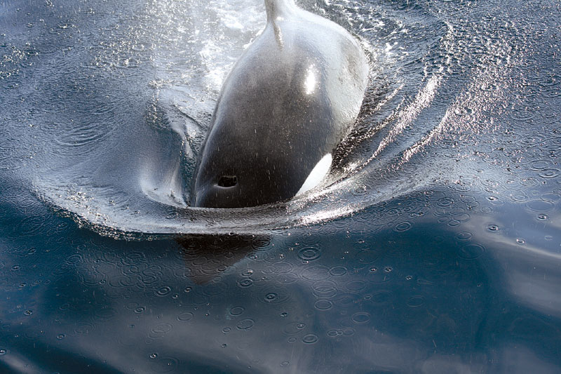 Indicted Marine Biologist Denies Feeding Orcas