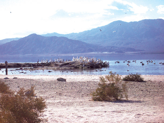 Accord Reached to Restore Salton Sea