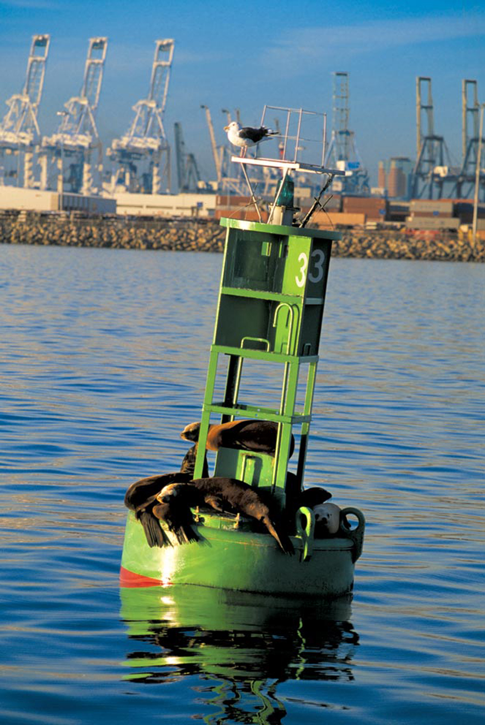 Port of Long Beach Lifts Fishing Restrictions