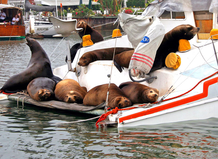 Boaters Seeing Fewer Sea Lions on Boats and Docks