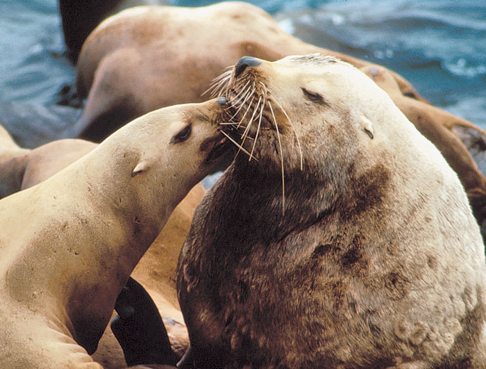 Steller Sea Lions Taken off Threatened Species List