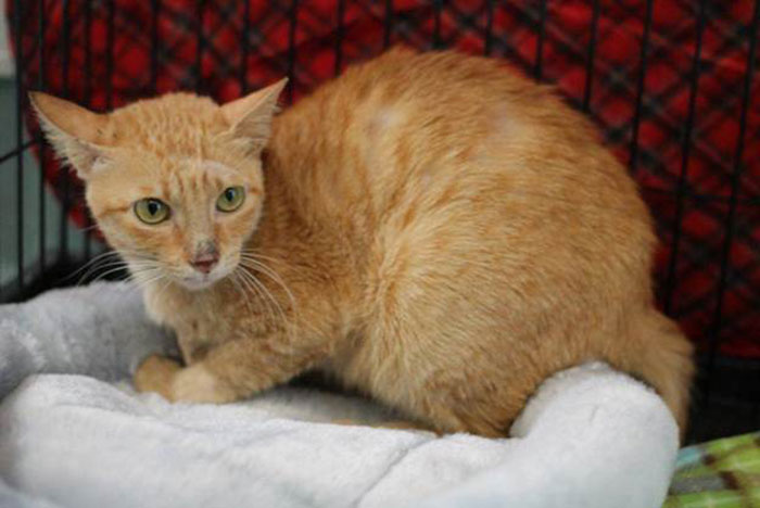 Cat Hitches a 6,400-Mile Ride to L.A. on a Freighter