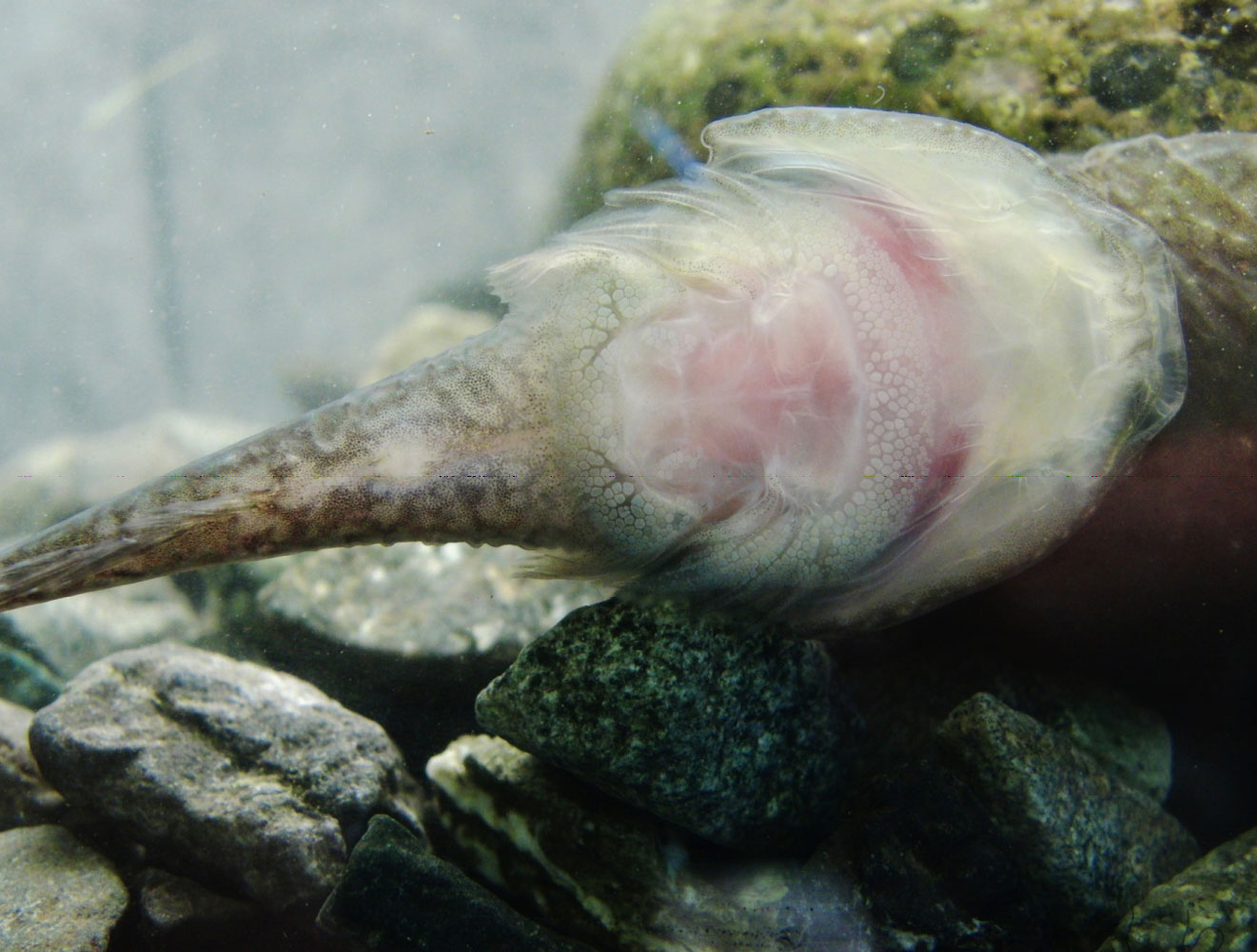 Clingfish may inspire better whale tagging
