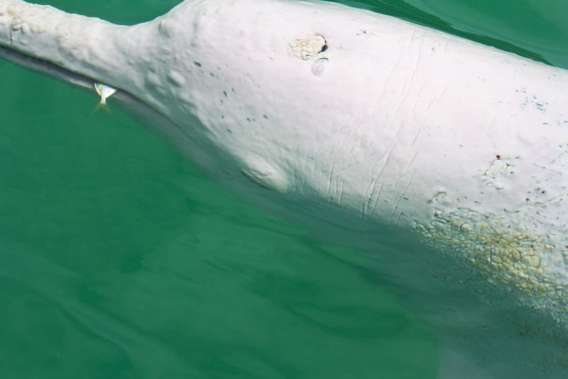 Rare albino dolphin spotted off Florida coast