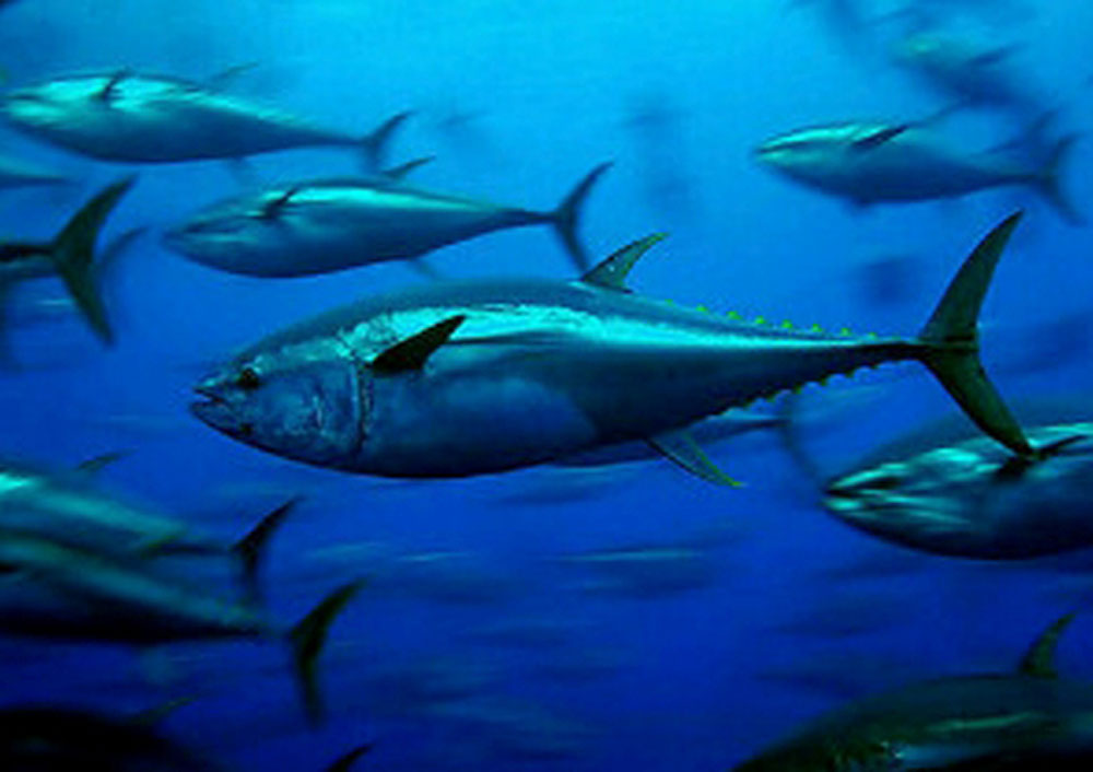 Yellowfin Tuna faces new regulations in southern Mexico