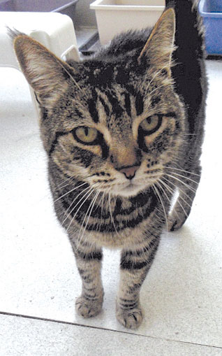 Homes Sought for Three Catalina ‘Boat Cats’