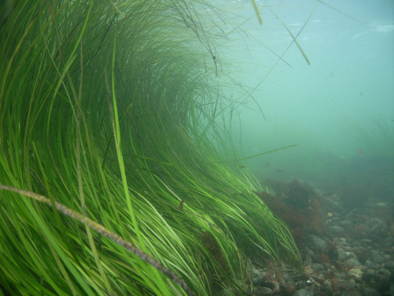 Coastal Commission approves Newport Beach’s regional eelgrass plan