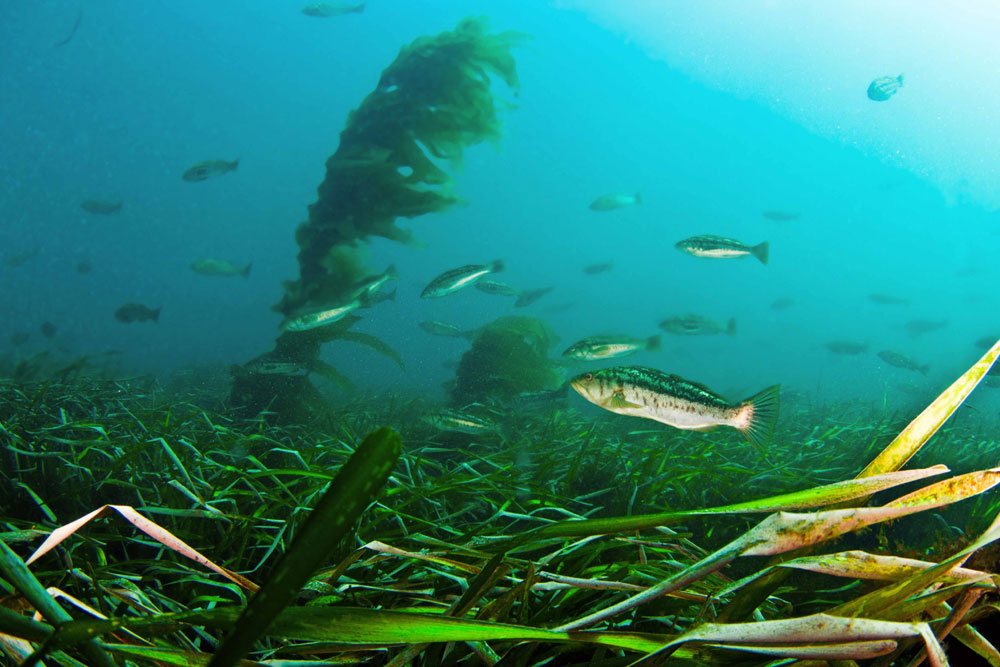 Eelgrass Mitigation: questions of cost, impact remain