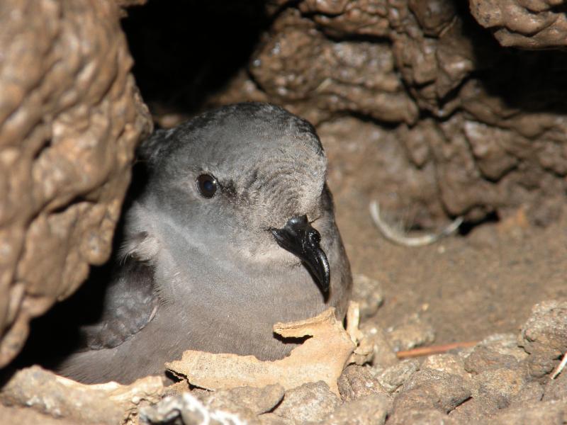 Catalina home to another rare species