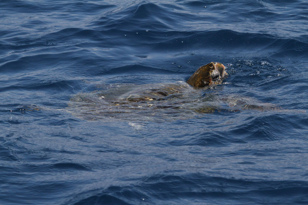 Sea turtle sighting in Santa Monica Bay is a rare event