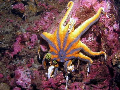 Mysterious Disease Continues to Plague Starfish