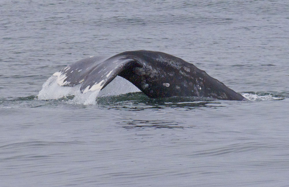 Speed reduction trial proves win-win for whales, clean air