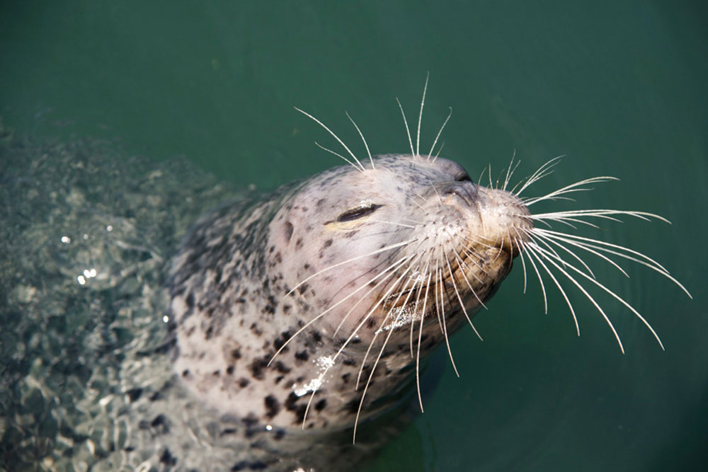 MIT-WhiskerLog-