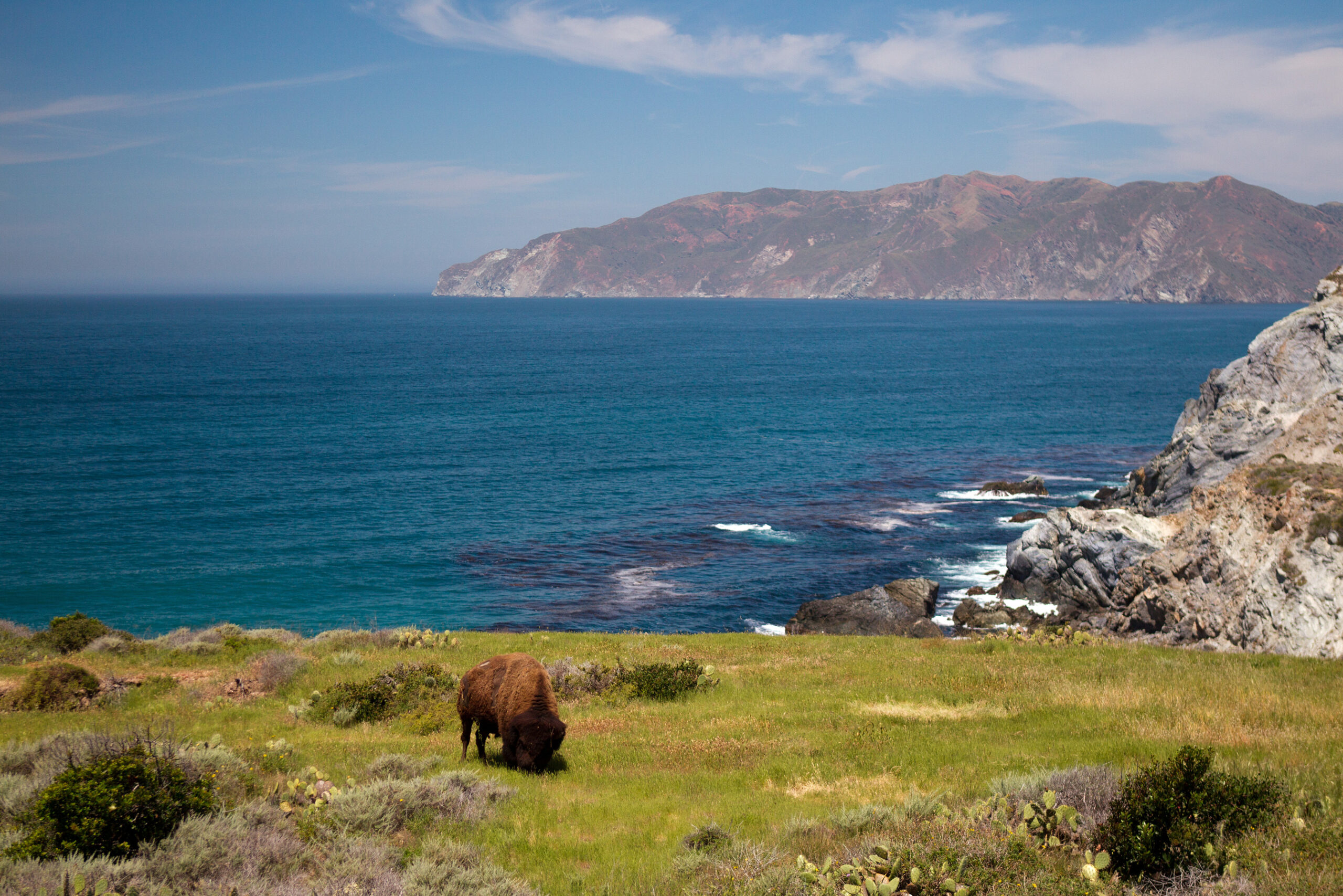 Man hospitalized after bison attack on Catalina Island