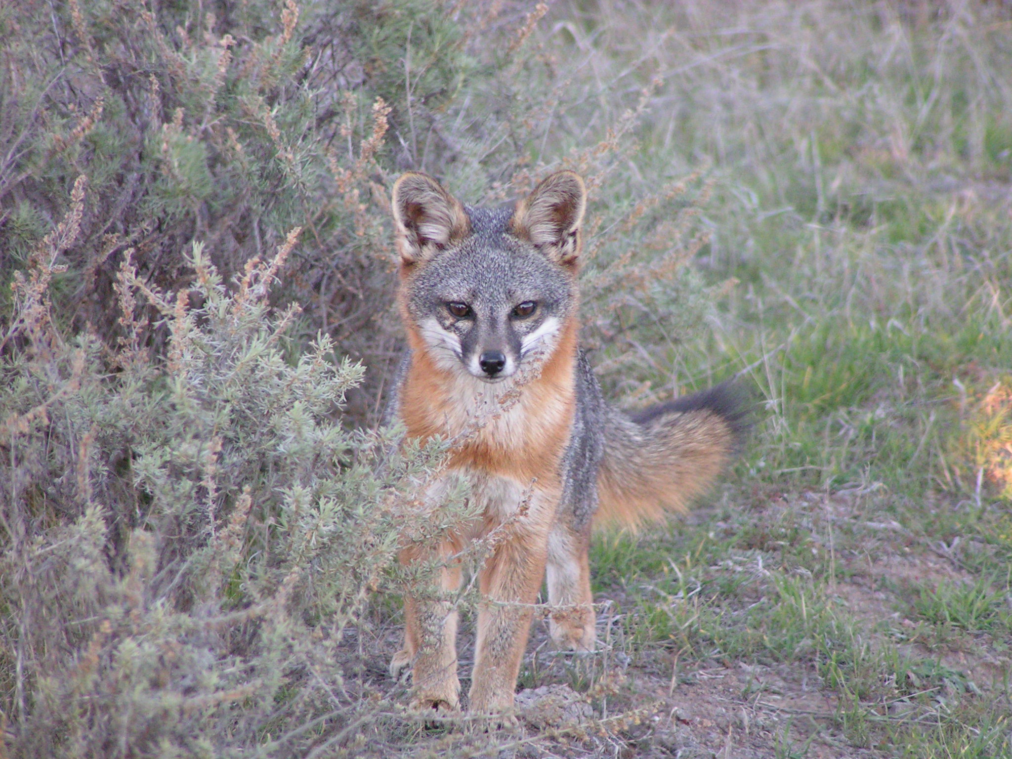male-fox_Banning-meadow