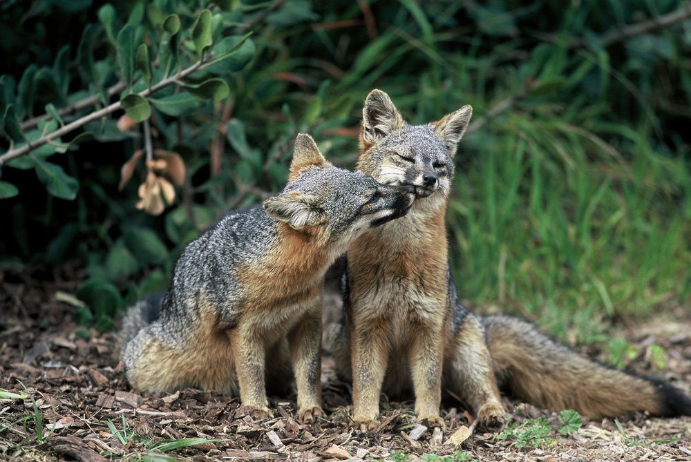 Service proposes downlisting status of Catalina Island foxes