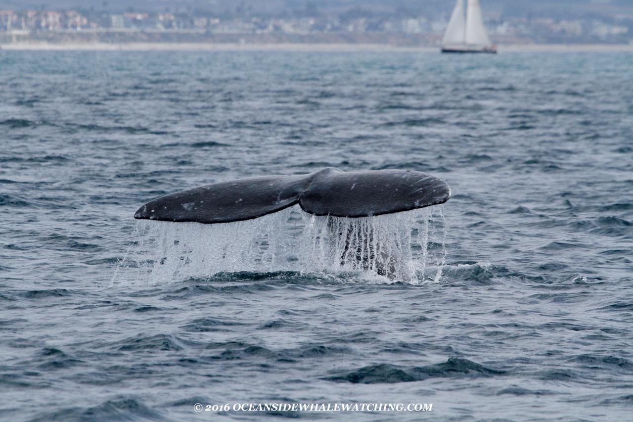 gray whale in Oceanside