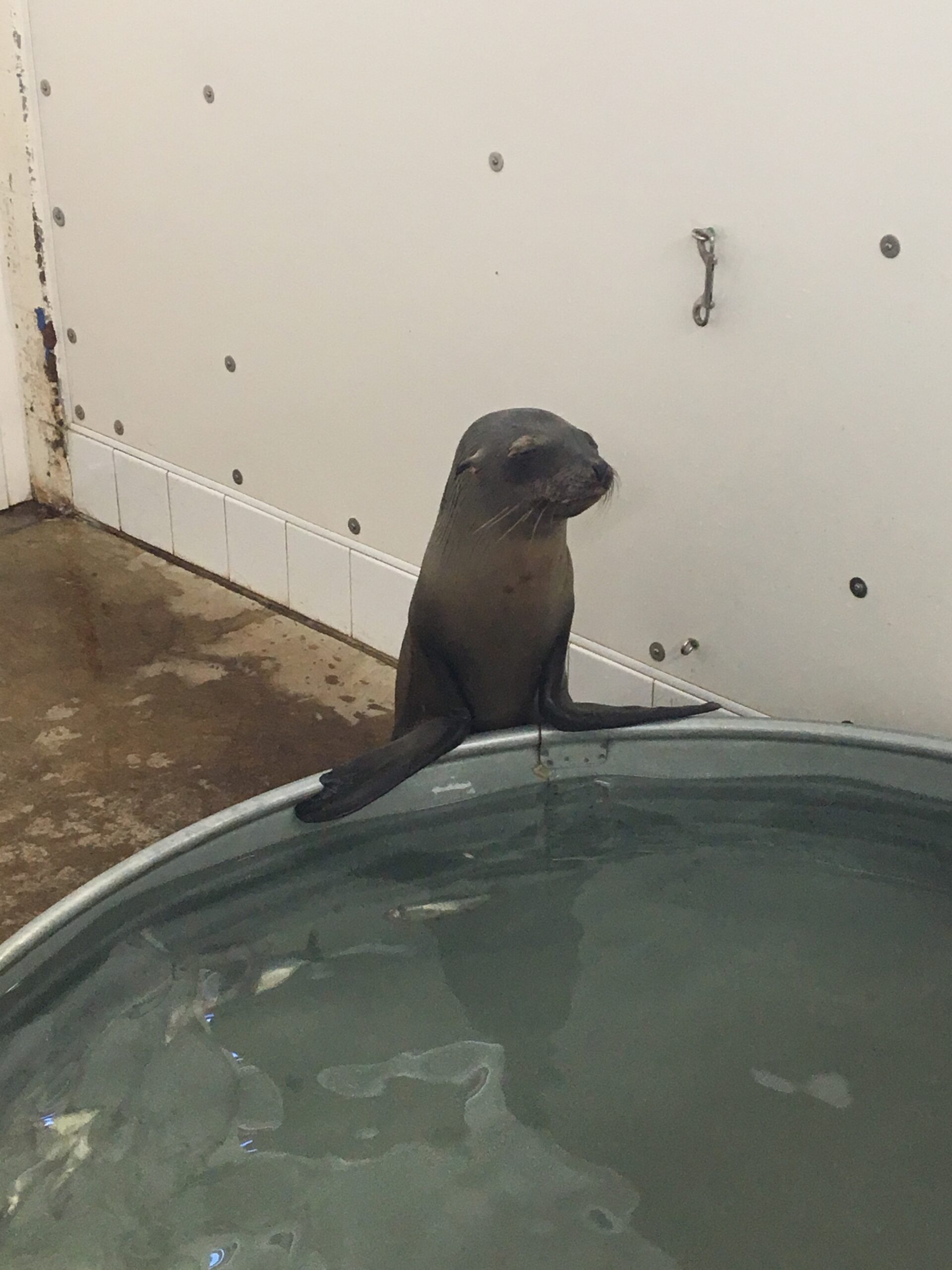 Sea lion pup recovering at Pacific Marine Mammal Center in Laguna Beach