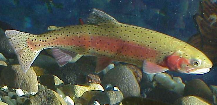 Cutthroat trout - US Fish and Wildlife Service