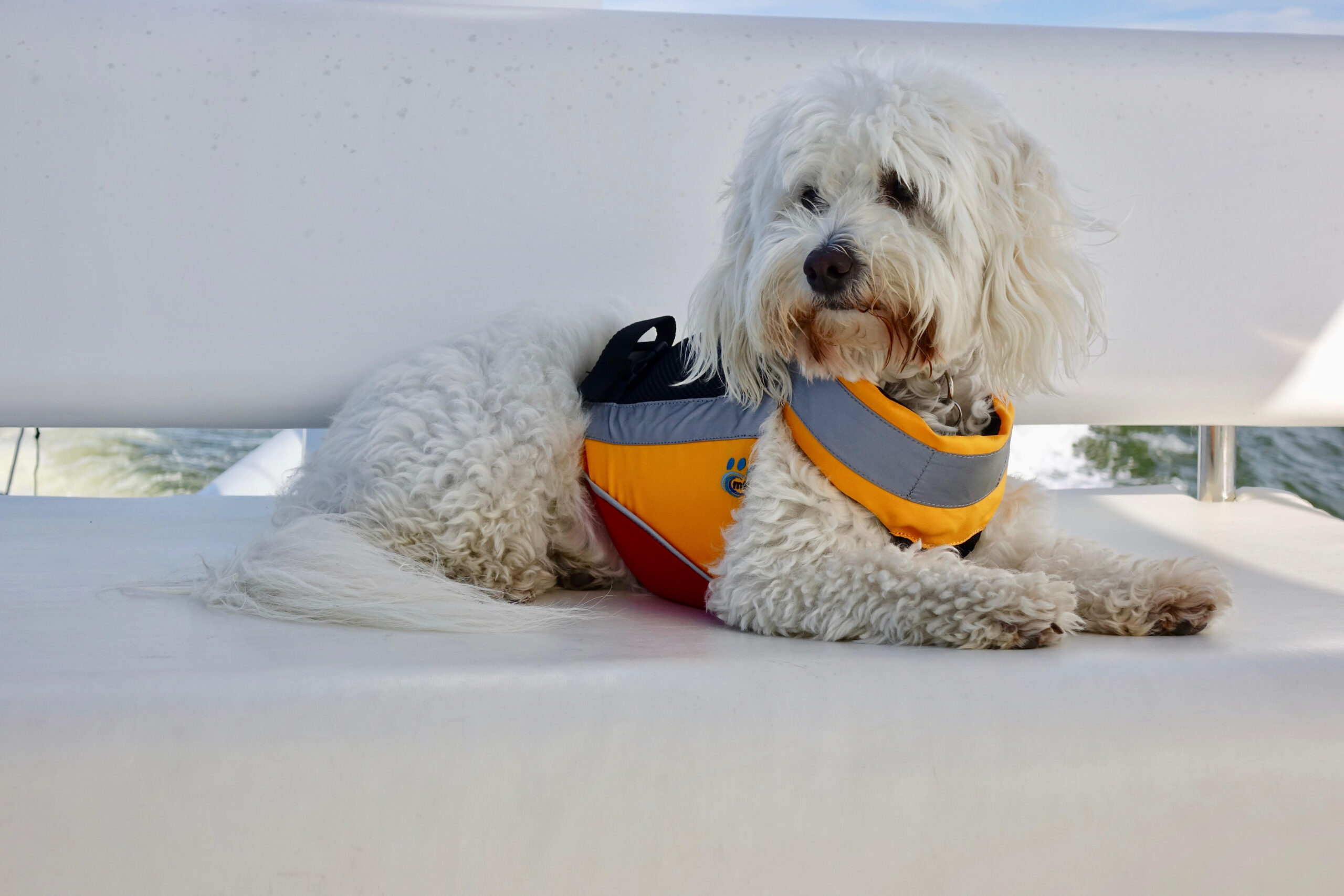 dog aboard boat
