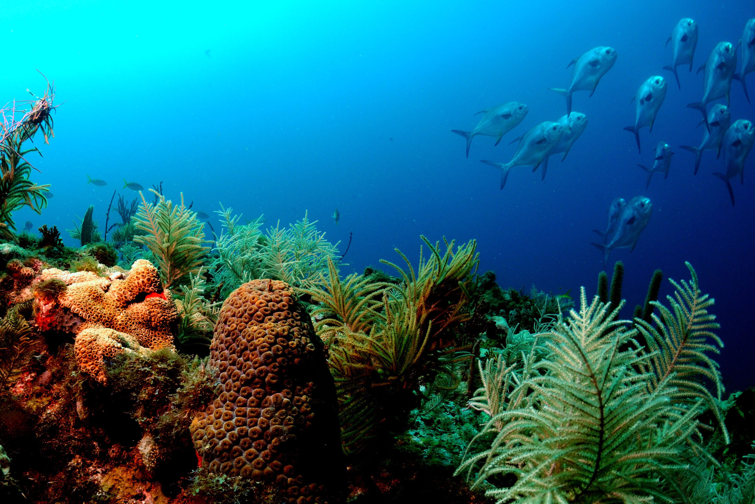 Florida Coral Reefs NASA astronauts