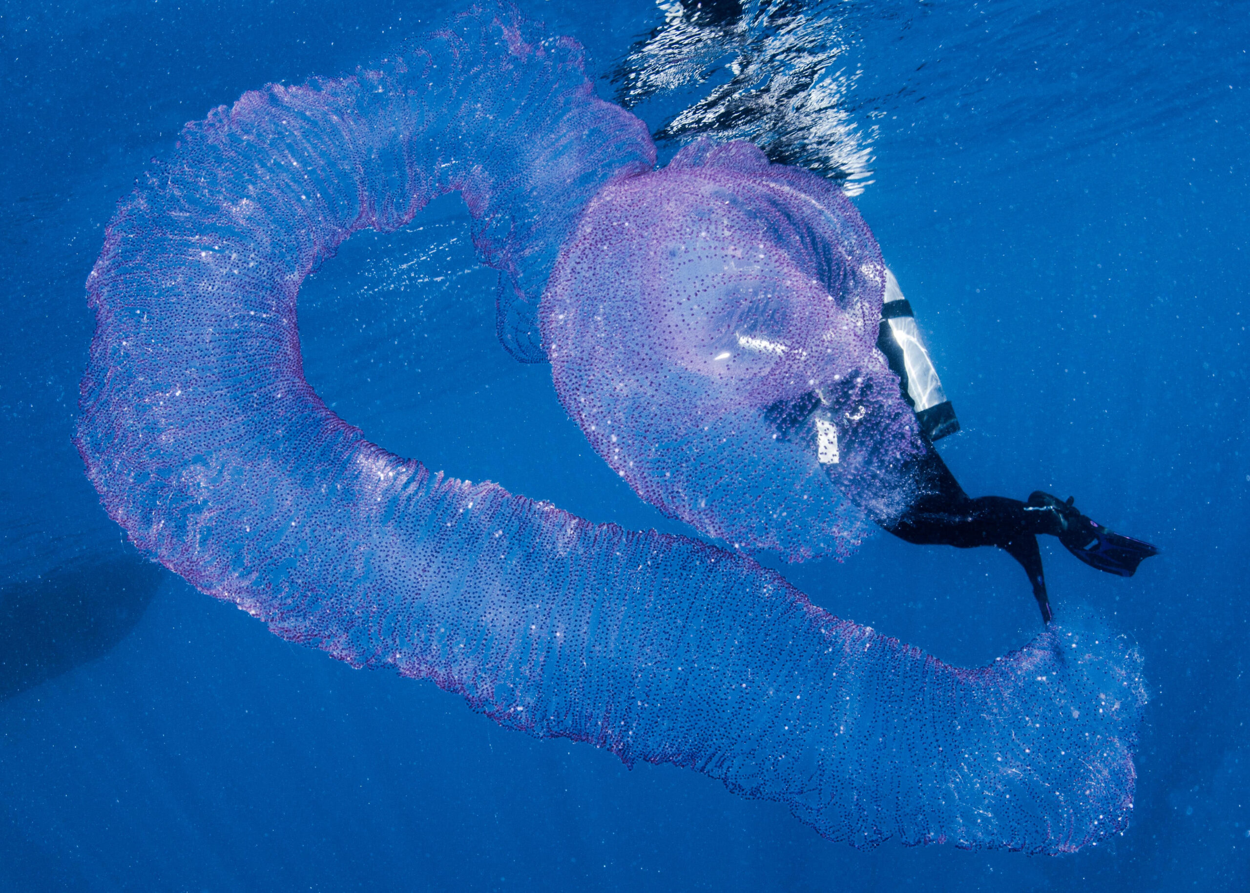 squid eggs sea live in Australia