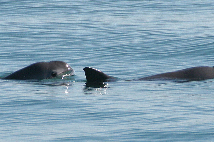 Vaquita