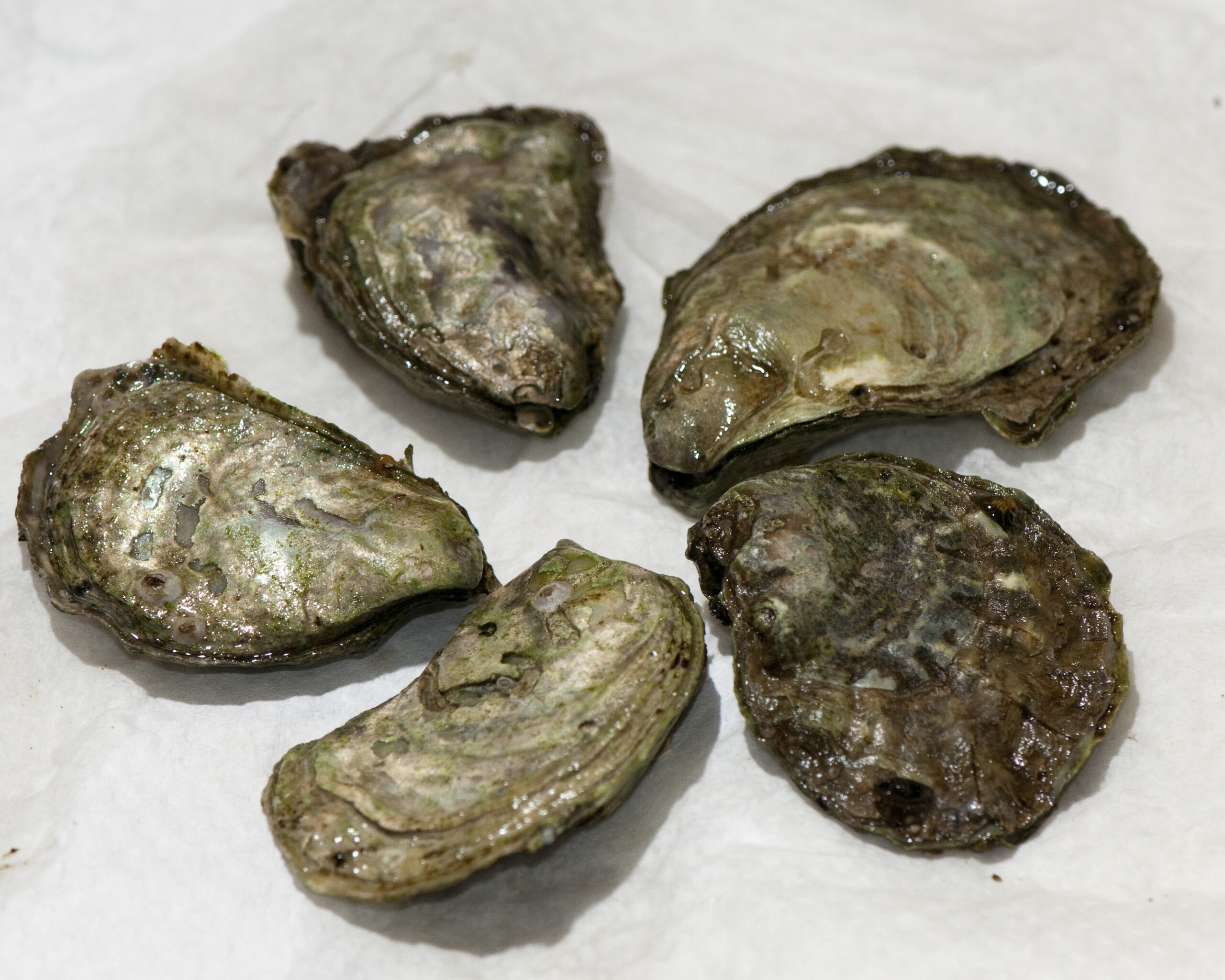 Olympia Oyster Bed