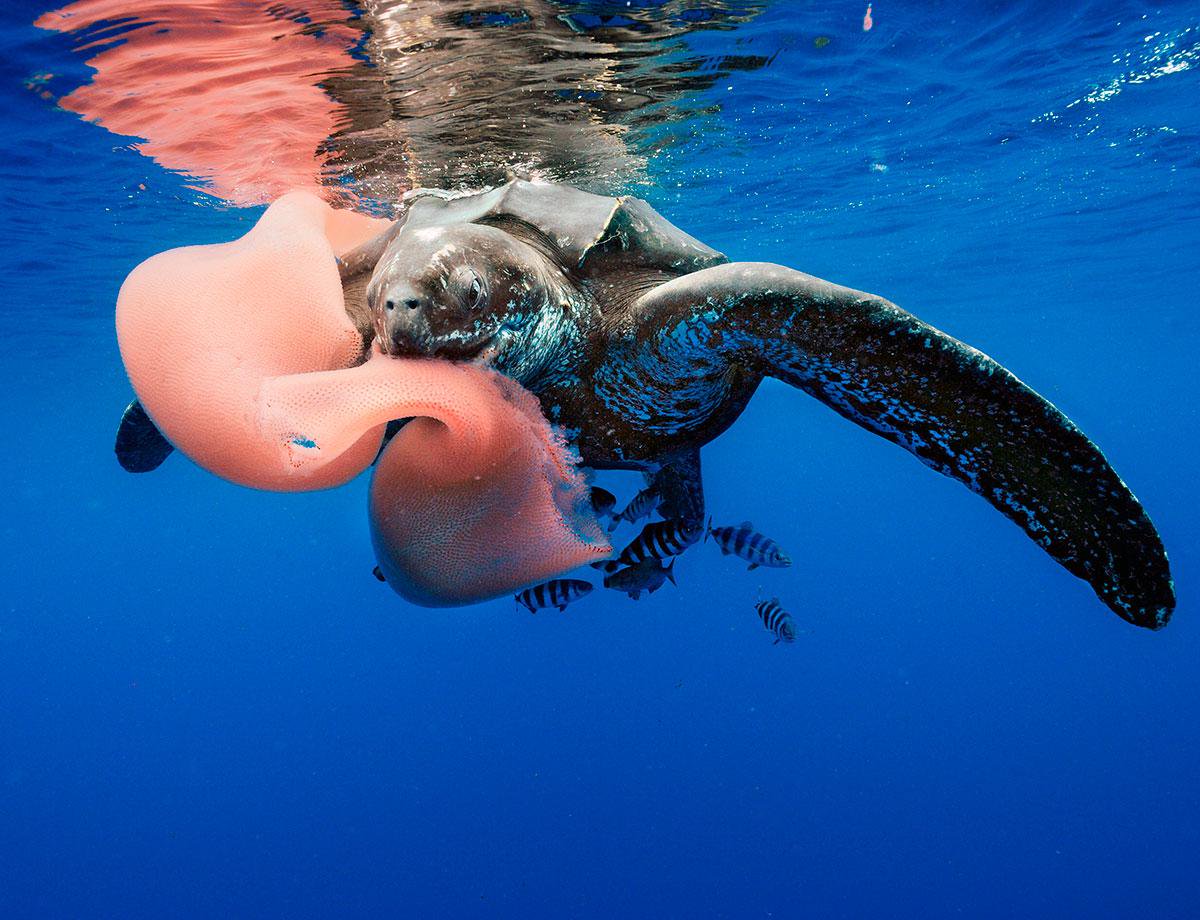 Sea Turtle & Pyrosome
